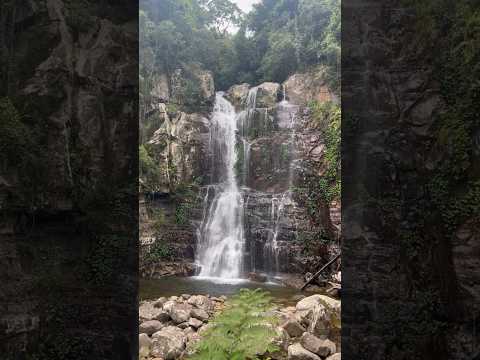 Discover the Stunning Minnamurra Rainforest Walk | Sydney Day Trip Idea! #nature