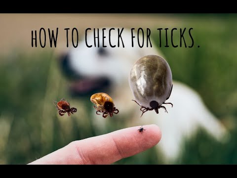 How to check for ticks - With FleaMails Dr. Evan Shaw