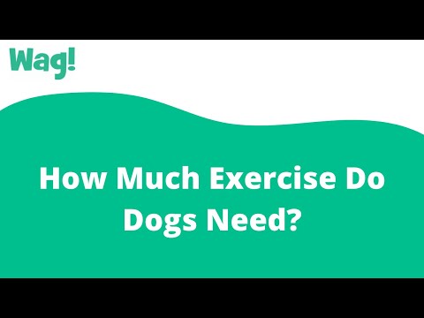 How Much Exercise Do Dogs Need? | Wag!