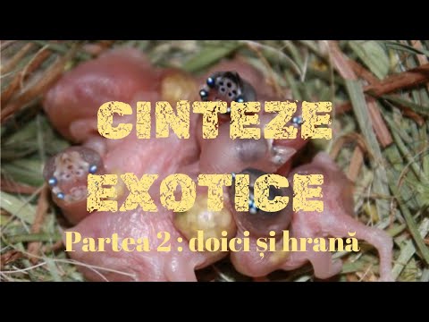 Cum să REPRODUCEM CINTEZE EXOTICE - DOICI și HRANĂ ( partea a doua )