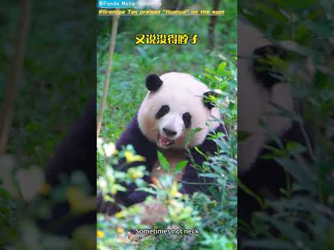 谭爷爷现场夸赞”花花“ Grandpa Tan praised "Huahua" on the spot #panda #cute #funny #redpanda #giantpanda