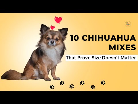 10 Chihuahua Mixes That Prove Size Doesn't Matter #cross #viralvideo