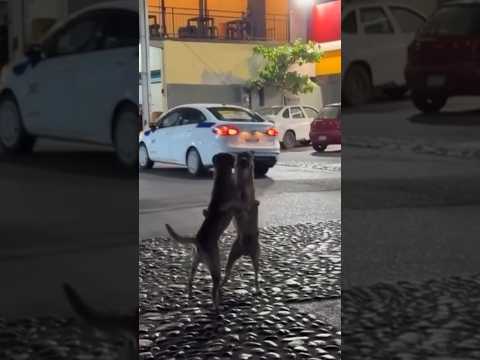 Mira como bailan estos perritos #humor