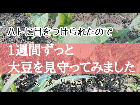 【１週間人間カカシ】ハトから大豆を守れるか？/大豆の芽の成長とハト時間