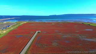 JG8K HDR 北海道 卯原内のアッケシソウ（サンゴ草）Hokkaido,Glasswort at Ubaranai