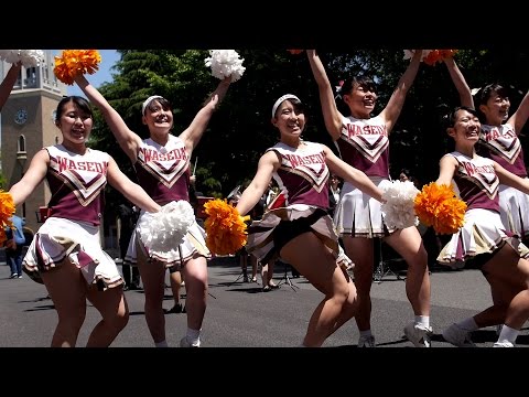 早明戦応援デモンストレーション2015春 ALWAYS  早稲田大学応援部チアリーダーズBIG BEARS