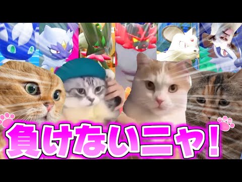 【猫ミーム】猫ポケモンのポケモンバトル【ポケモンSV】