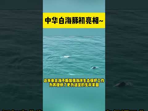 中华白海豚初亮相