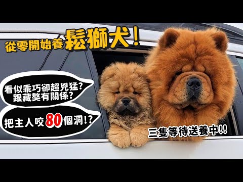 【從零開始養】鬆獅犬!獅子犬!把主人咬80個洞?看似乖巧卻超兇猛?跟藏獒有關係?3隻等待送養中!【許伯簡芝】Chow Chow