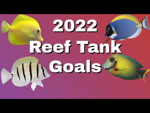 Our 2022 Reef Tank Aquarium Goals ( What we plan to do with our reef tank aquarium in 2022