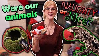 Our Reptiles get their Christmas Gifts! (Except the Naughty ones)