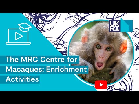 The MRC Centre for Macaques | Enrichment Activities