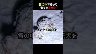 雪の中で拾って育てた子犬？ #ほっこりショート