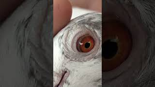 Best Quality Madrasi Pigeon eyes