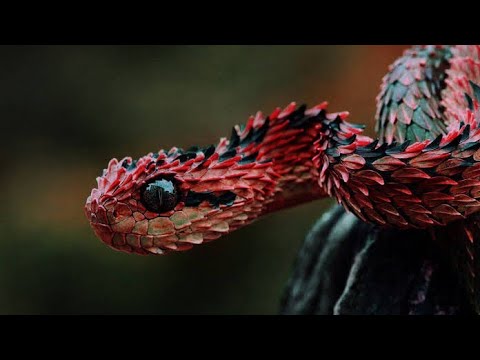 The Snake Island || A True Story || Bedtime Stories || @IconicTeller