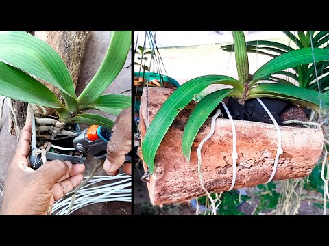 Planting Orchids on the Log / Learn Gardening