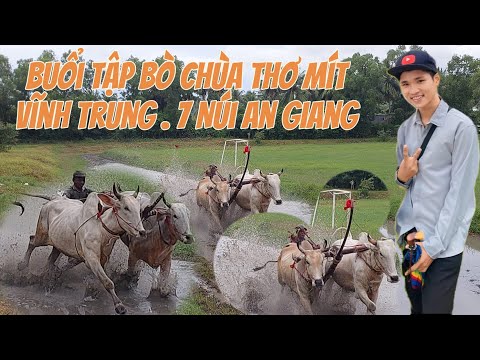 Buổi Tập Bò Chuẩn bị Cho ngày Thi Tranh cúp ATV cấp tỉnh tại sân đua bò chùa thơ mít vĩnh trung AG .