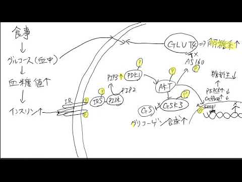 タンパク質のリン酸化/インスリンシグナル