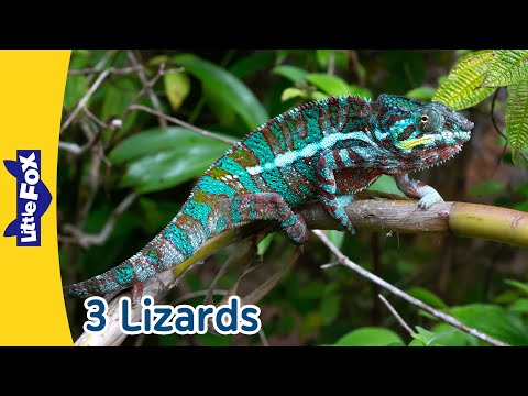 Discover 3 Fascinating Lizards: Iguana, Chameleon, and Gecko! | Little Fox