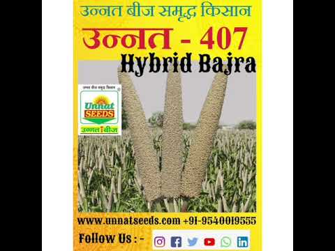 #Hybridbajra #उन्नतबीज #उन्नत_2626 #उन्नत_407 #pearlmillet