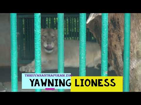 Lioness Yawning