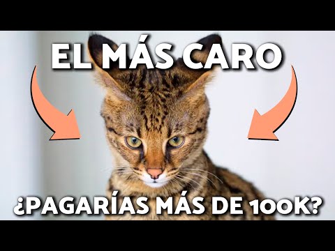 Los 10 GATOS MÁS CAROS del MUNDO🙀 | REFLEXIÓN y CRÍTICA