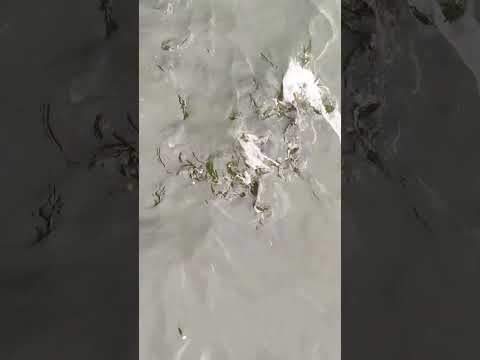 Fishes in lake