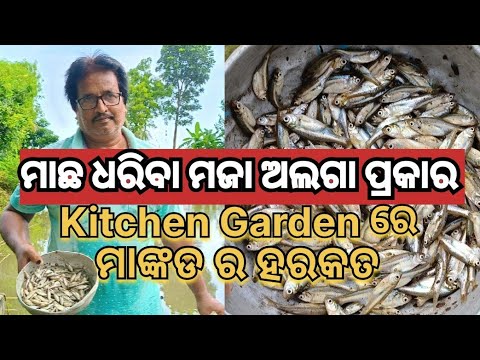 ମାଛ ଧରିବା ମଜା ଅଲଗା ପ୍ରକାର,Kitchen gardenରେ ମାଙ୍କଡ ର ହରକତ@basanta_sir_kitchengarden#youtube#chicken