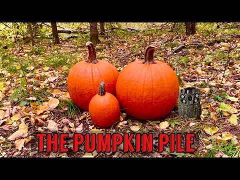 We Left a PUMPKIN PILE in the Woods. Heres what happened! Trail Camera