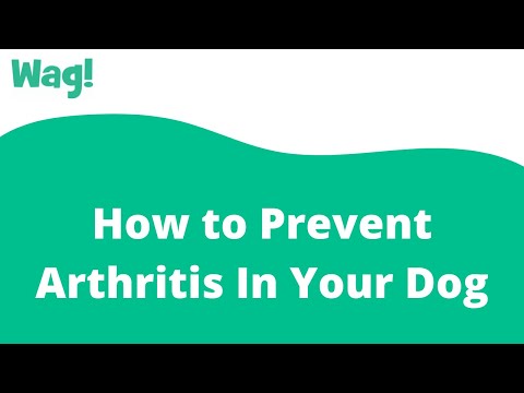 How to Prevent Arthritis In Your Dog | Wag!