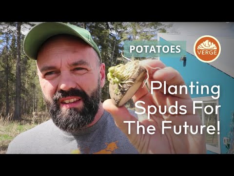 What Do War, Livestock, and Wood Ash Have to Do with Planting Potatoes?!