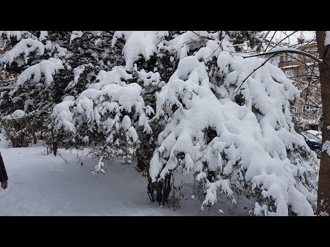 Winter Vibes:Relaxing Snowsounds and Snowfall