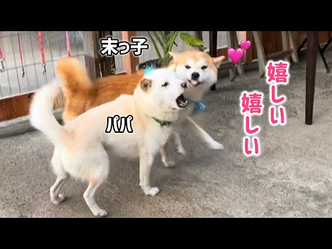 柴犬巨体末っ子憧れの白柴パパ太郎と念願のじゃれ合いができて嬉しさ爆発！