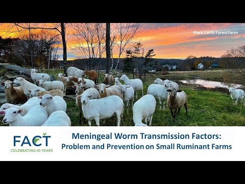 Meningeal Worm Transmission Factors Problem and Prevention on Small Ruminant Farms