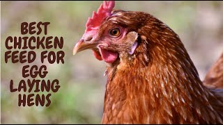 Best Chicken Feed For Egg Laying Hens