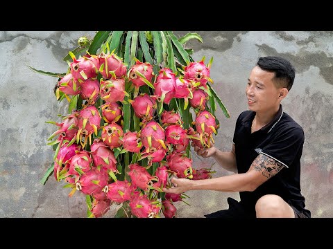 How I grow dragon fruit using tires, no need for a garden but too many fruits