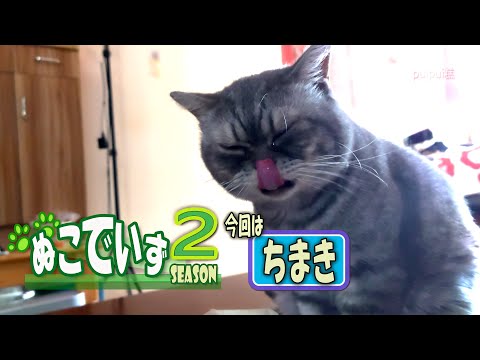 【サンマを食べる猫はいませんか】きせつのもんくわにゃ