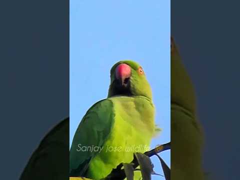 parrot sound 💤 parrot calling  | तोतो की आवाज़ #shorts #short #shortvideo #shortsfeed  #parrotsound