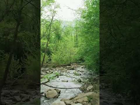 Beautiful Forest Footage #short #subscribe