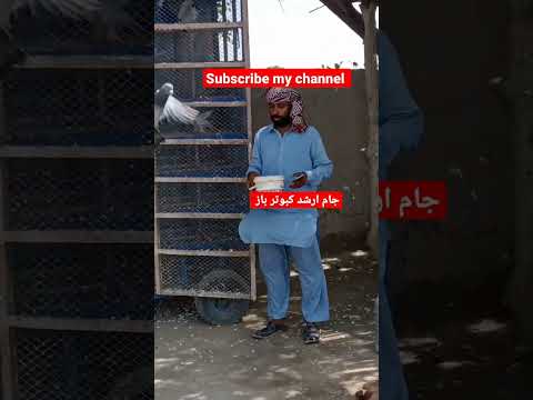 #pigeon #beautiful #kabootar #mostbeautiful #funnyshorts #sadstatus #bird #funnyvideos#shorts