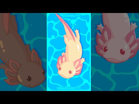 Axolotl Trio // Animated Short