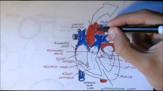 Cardiovascular System Anatomy