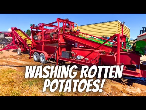 Can we wash the rot off of our potatoes?