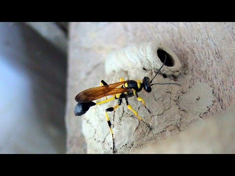 How to Get Rid of Mud Daubers Fast! | 3 Effective Ways