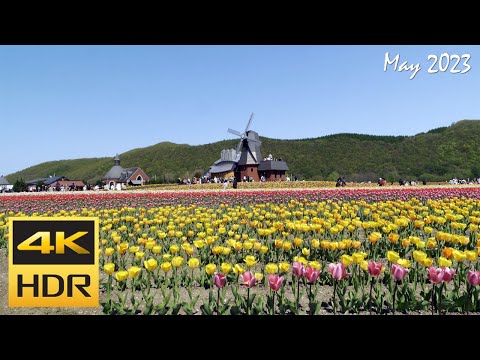 [4K HDR] 上湧別チューリップ公園を散策 - 湧別町 / Strolling around Kamiyubetsu Tulip Park (Hokkaido, Japan)