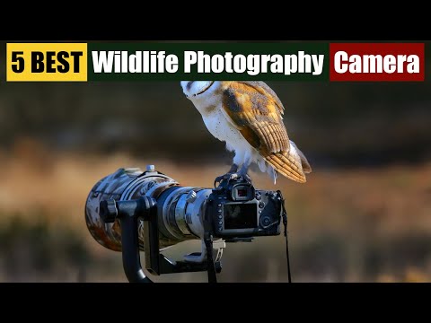 Best Cameras for Wildlife Photography of 2024