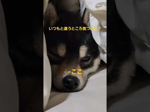 シャンプーしてふわさらの良い香りになったこつめさんです。#保護犬 #多頭飼育崩壊 #保護犬を家族に #柴犬