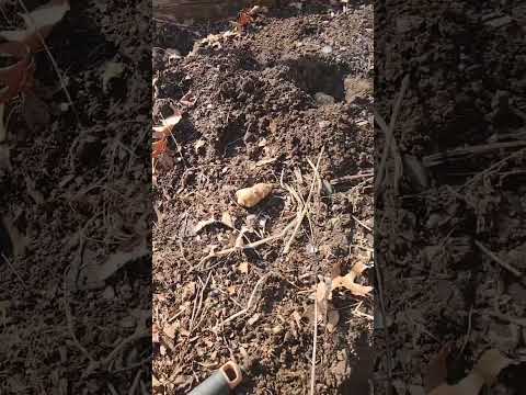 Planting Jerusalem Artichoke