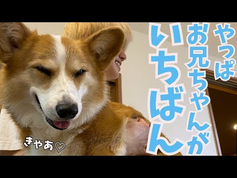 身の回りのお世話をする母より何もしない寝てるだけの長男の方が好きなコーギー犬