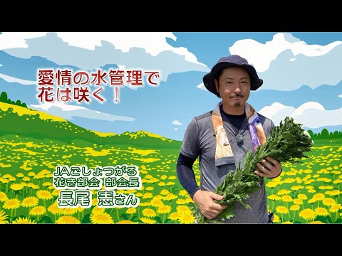 2022年8月12日放送「Fresh Vegetable」旬の青森県産輪ギク紹介～JAごしょつがるより～